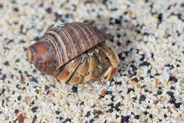 Galapagos Hermit Crab (Calcinus explorator), Genovesa Island, Galapagos, Ecuador