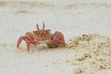 Ghost crab (Ocypode Gaudichaudii), San Cristobal Island, Galapagos, Ecuador, Unesco World Heritage Site