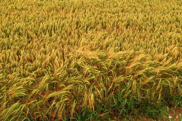 Close up on a wheat grain field. Agriculture industry. Bread and pastry product production. Food supply chain business. Rich gold color of the plant. Nature background.