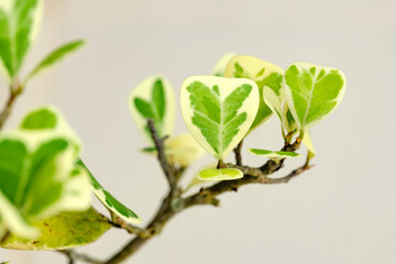 Green plant in the garden