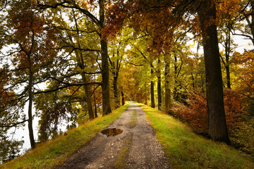 Fototapeta na wymiar Path road in autumn forest, Czech Republic