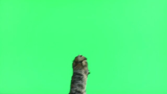 Cat paw touching, clicking, tapping and swiping on chromakey green screen. Gray tabby cat using phone. Close up. Footage Pack. Using for a smartphone, tablet pc or a touch screen devices. Gestures.