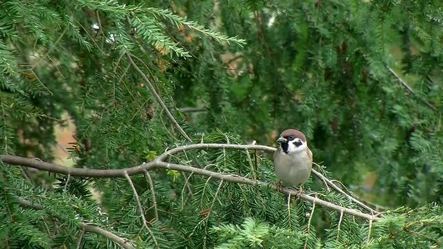 Ein Spatz auf dem Ast einer Hemlocktanne (Originalton)