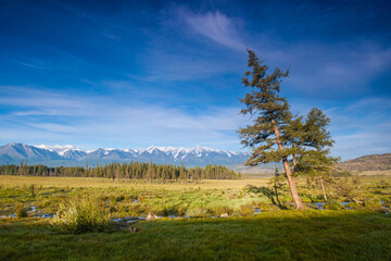 Obraz premium Lonely tree against the backdrop of mountains