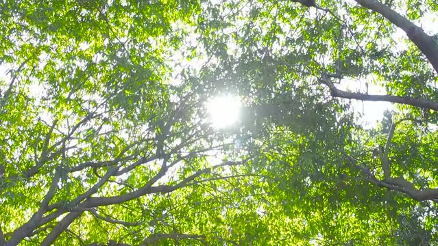 Ecology concept and image of sunlight through trees in summer