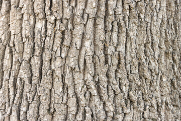 Bark of a tree texture background