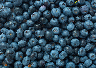 Blueberry background. Ripe and juicy blueberries. Texture.