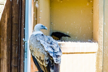 vulture