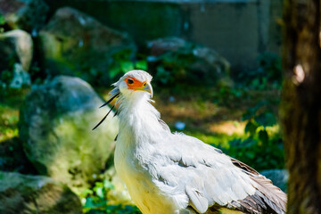 Secretarybird