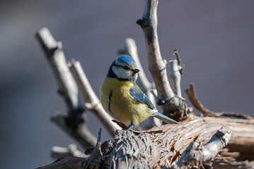 Eurasian blue tit, Cyanistes caeruleus, perched on a branch.