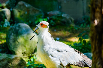 Secretarybird