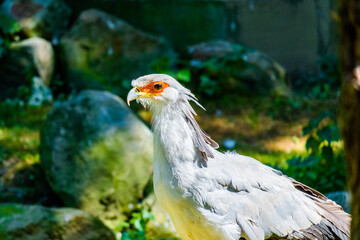Secretarybird