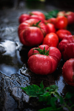 Red tasty wet tomatoes from the orchard