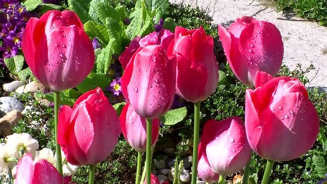 Mit Wassertropfen verzierte rote Tulpen bewegen sich leicht im Wind