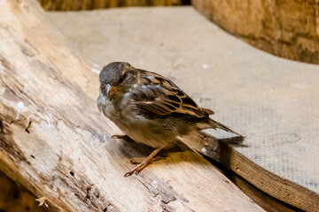 Sparrow