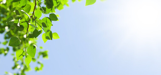 Tree branch with leaves in front of blue sunny sky
