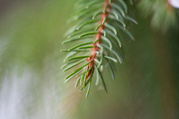 background of spruce branches close-up