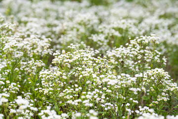 Obraz na płótnie Canvas summer background of small white chamomile flowers