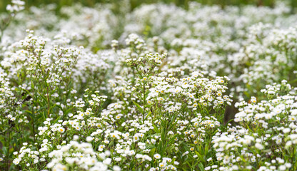 summer background of small white chamomile flowers