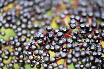 background of black elderberries close-up