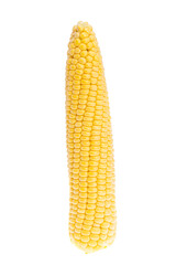  corn isolated