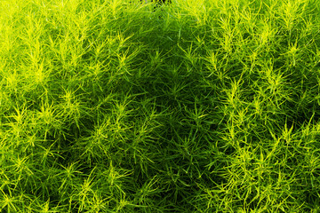 background of green ornamental plants for landscapes close-up