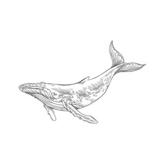 Hand drawn monochrome whale sketch style, vector illustration
