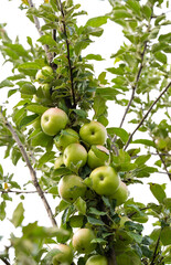 apples on a tree in summer