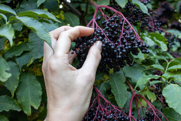 Woman pick elderberries in the garden. Female hand holds fruit black elder berry outdoors in...