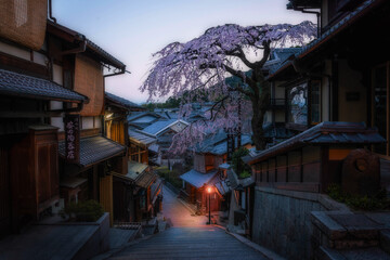 Cherry trees in the maze of Ninenzaka,Kyoto.This area is a bustling tourist center.Cherry blossoms...