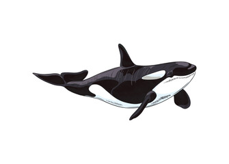 Hand drawn colorful cute killer whale sketch style, vector illustration