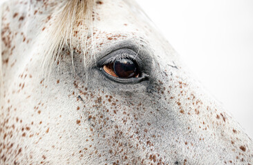 The eye of a beautiful white horse close up on a light background. Head detail. Text place