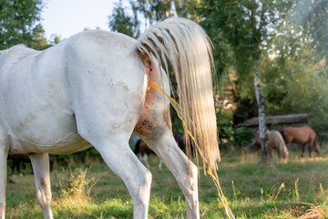 White mare, horse, peeing in the meadow. Raised white tail. Horse habits. - obrazy, fototapety, plakaty