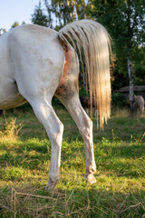 White mare, horse, peeing in the meadow. Raised white tail. Horse habits.