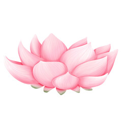 lotus flower