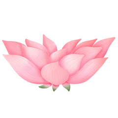 lotus flower