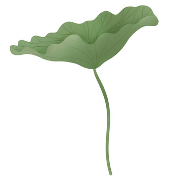 lotus leaf