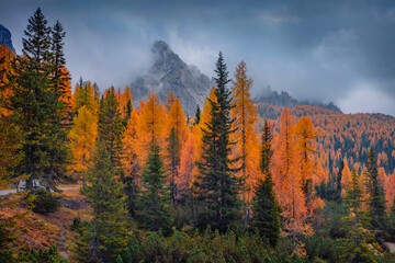 Gloomy autumn view of Tre Cime Di Lavaredo National Park with orange larch trees and huge peak on background. Dramatic morning scene of Dolomite Alps, Auronzo Di Cadore location, Italy.