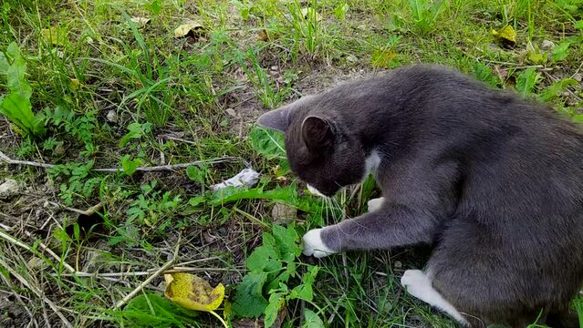 cat caught the mouse in the yard and plays with it