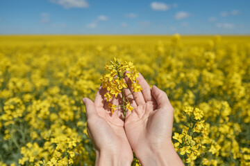 yellow rapeseed flower in hands, yellow rape blossom in hands on the background of a blooming rape field, yellow flowers in the palms