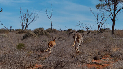 Two kangaroos in the Australian outback jumping into the distance