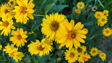 Yellow echinacea flower in garden. Summer flower. Outdoor flower