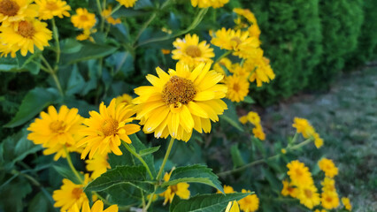 Yellow echinacea flower in garden. Summer flower. Outdoor flower