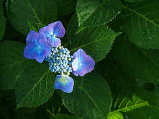 梅雨の晴れ間の木漏れ日に咲く額紫陽花