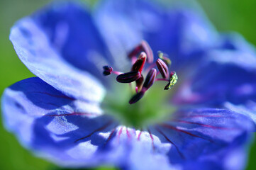 Blaue Blume/Iris!