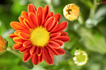 Different chrysanthemums in a bouquet.