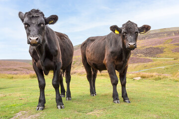Obraz na płótnie Canvas Close up of two young black cows facing forward and free roaming in late Summer on open grouse moorland covered in purple heather, Swaledale, Yorkshire Dales. UK. Horizontal. Copy space