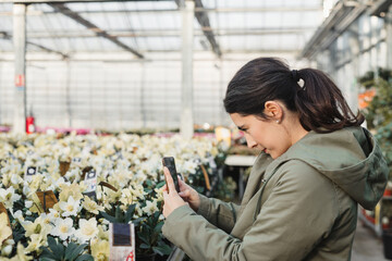 Pensive adult woman photographing with smartphone white potted narcissus in modern greenhouse market
