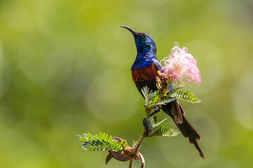 Red-chested Sunbird - Cinnyris erythrocercus, beautiful colored perching bird from African bushes...