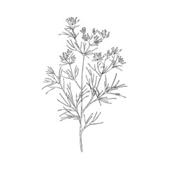 Fototapeta na wymiar Cumin branch botanically detailed black and white vector illustration isolated.